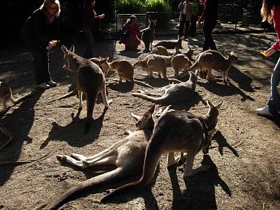 Visitando Sydney: el Parque Featherdale