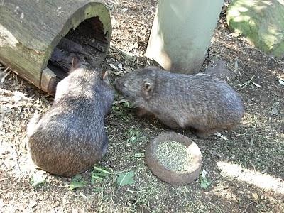 Visitando Sydney: el Parque Featherdale