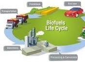 Importante avance desarrollo biogasolina obt...