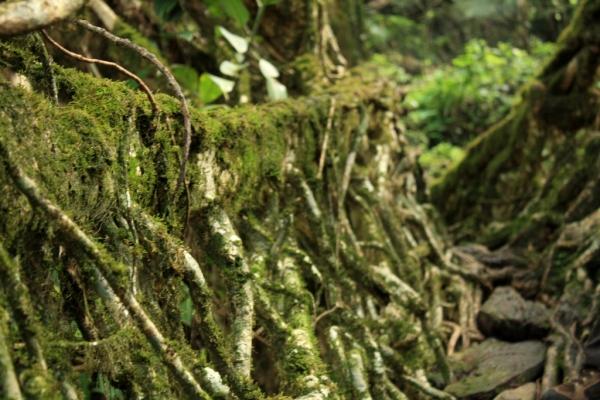 Un inexplicable capricho de la naturaleza