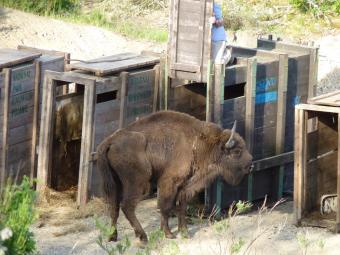 Bisontes en la montaña palentina