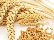 Gluten