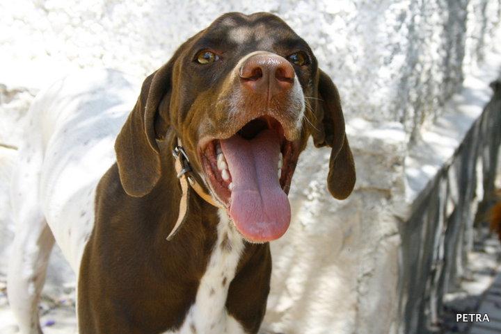 NOVEDADES 10/06: PERRERA INFAME *NECESITAMOS ACOGIDA URGENTE PARA PETRA*