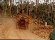 Internacional Biodiversidad tiñe sangre.