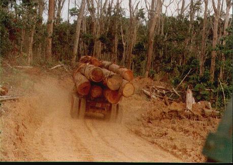 LA BIODIVERSIDAD DESTRUIDA POR LAS MULTINACIONALES