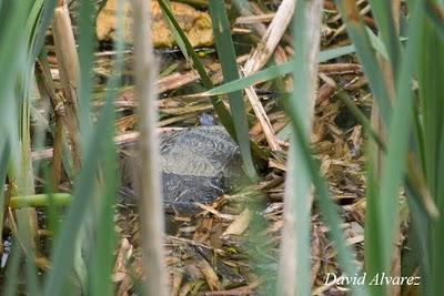 La otra cara de las mascotas