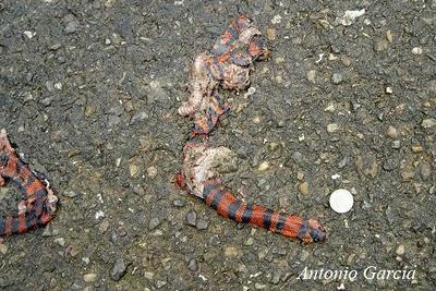 La otra cara de las mascotas