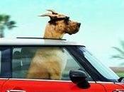 Trailer: Marmaduke