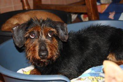 Golfo,un teckel con mirada de galán (Toledo)
