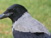 Corneja cenicienta-corvus corone corvix-hooded crow