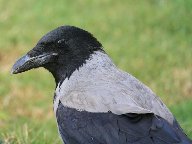 CORNEJA CENICIENTA-CORVUS CORONE CORVIX-HOODED CROW