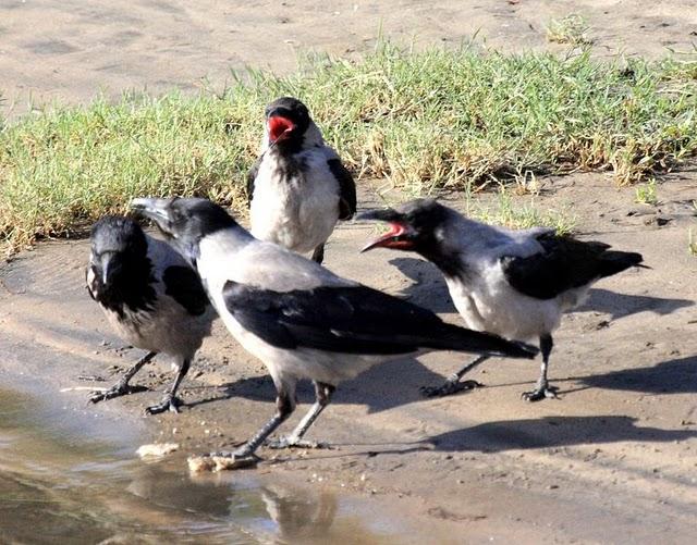 CORNEJA CENICIENTA-CORVUS CORONE CORVIX-HOODED CROW