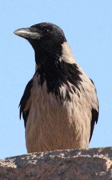 CORNEJA CENICIENTA-CORVUS CORONE CORVIX-HOODED CROW