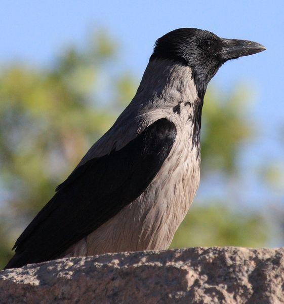 CORNEJA CENICIENTA-CORVUS CORONE CORVIX-HOODED CROW