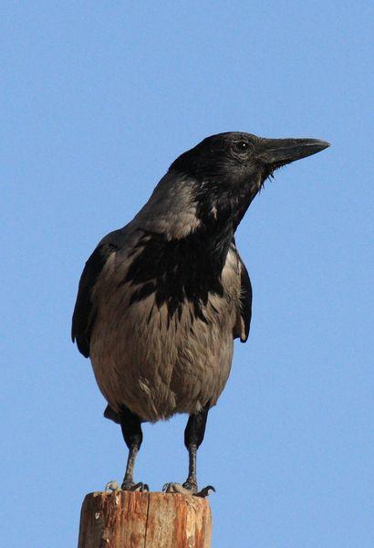 CORNEJA CENICIENTA-CORVUS CORONE CORVIX-HOODED CROW