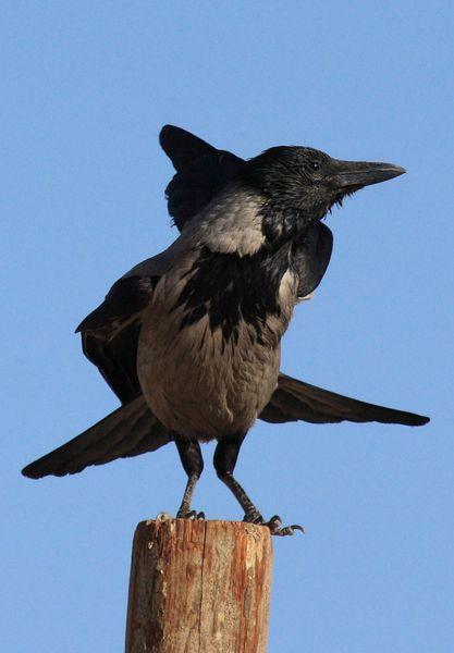CORNEJA CENICIENTA-CORVUS CORONE CORVIX-HOODED CROW