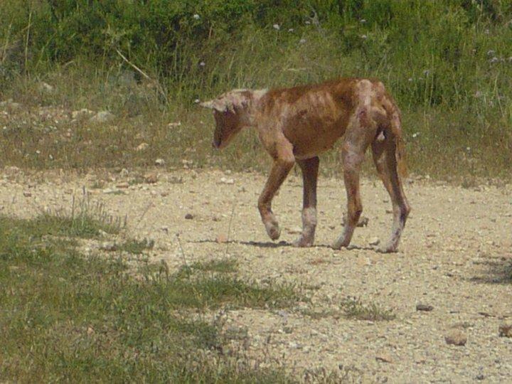 Podenco en muy malas condiciones (Valencia) Urgente
