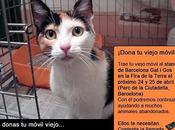 Dona móvil viejo gatitos Barcelona