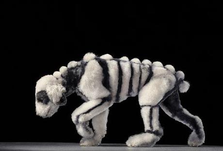 Tim Flach, fotografíando animales