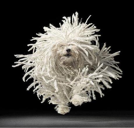Tim Flach, fotografíando animales