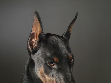 Tim Flach, fotografíando animales