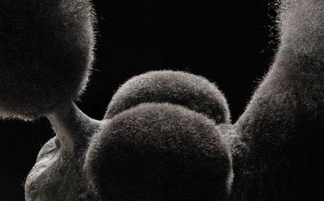 Tim Flach, fotografíando animales