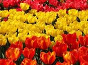 Sudáfrica 2010: allá espectáculo deportivo