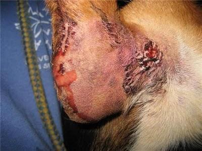 Chiquitin , el tiempo corre en contra de su recuperación