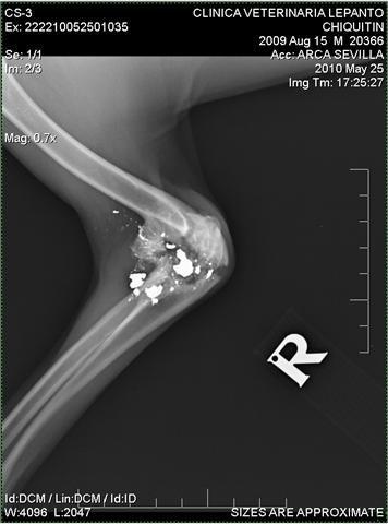 Chiquitin , el tiempo corre en contra de su recuperación