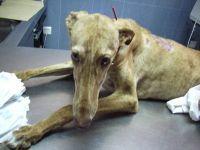 Haz clic para ver en grande Haz clic para ver en grande