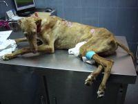 Haz clic para ver en grande Haz clic para ver en grande