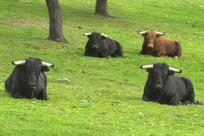 CON DIVISA VERDE Y ORO (4): ¿POR QUÉ ANIMAL TE CAMBIARÍAS?