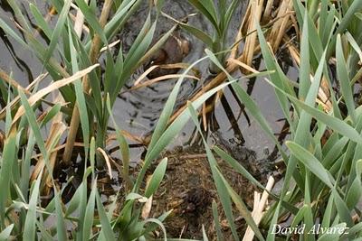 Zampullines e inundaciones