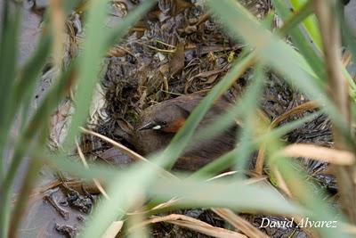 Zampullines e inundaciones