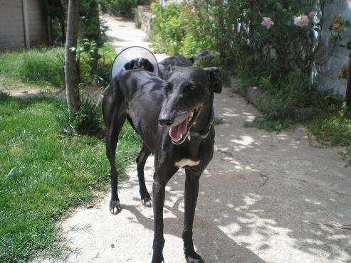 Ninette, la fuerza del destino (Galga, Cáceres)