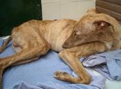 Chico, galgo meses casi puede andar