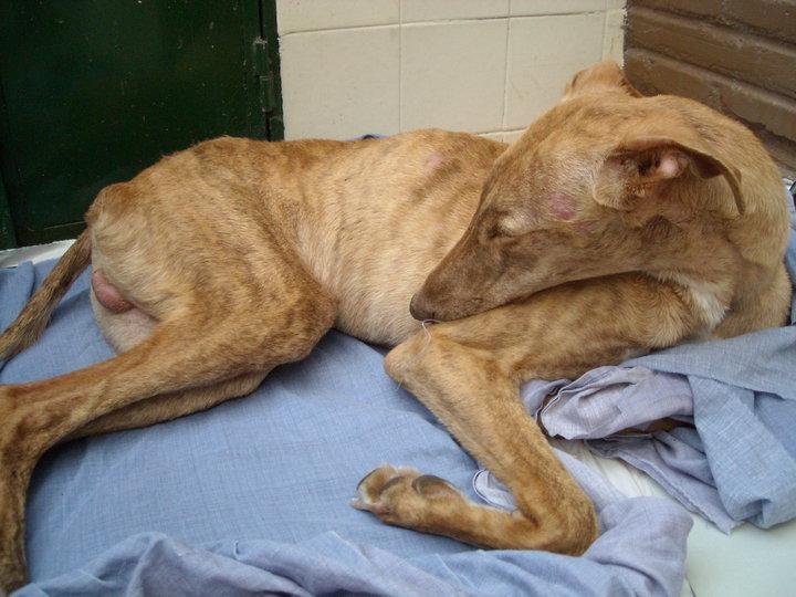 Chico, un galgo de 10 meses que casi no puede andar
