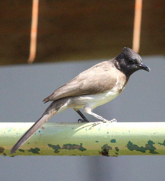 BULBUL NARANJERO-PYCNONOTUS BARBATUS-COMMON BULBUL