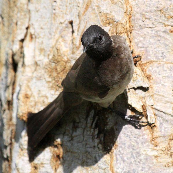 BULBUL NARANJERO-PYCNONOTUS BARBATUS-COMMON BULBUL