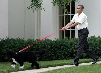 Barack Obama y su perro Bo ¿Quién pasea a quién?
