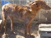 Historias adoptados.Chispi