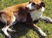 Podenca galgo Jerez necesitan ayuda (Imagen fuerte)