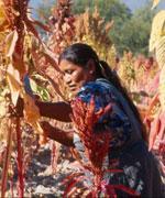 Derecho a seguridad alimentaria, informe “Azúcar roja, desiertos verdes” Derecho a seguridad alimentaria, informe “Azúcar roja, desiertos verdes”