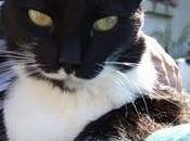 Abuso poder exterminio. Alarmante situación para PROYECTO GATO! necesitan!!