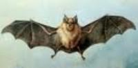Primer censo andaluz de las especies amenazadas de murciélagos cavernícolas