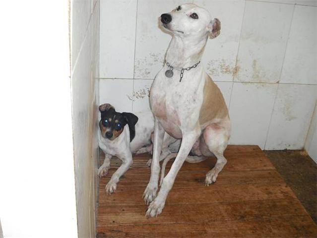 Necesitan un milagro , galgo y bodeguero en Jerez, mañana los matan