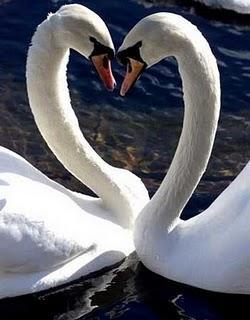 La caricia de los cisnes La caricia de los cisnes