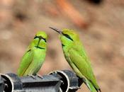 Abejaruco verde-merops orientalis-little green bee-eater