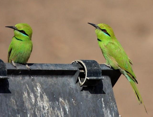 ABEJARUCO VERDE-MEROPS ORIENTALIS-LITTLE GREEN BEE-EATER