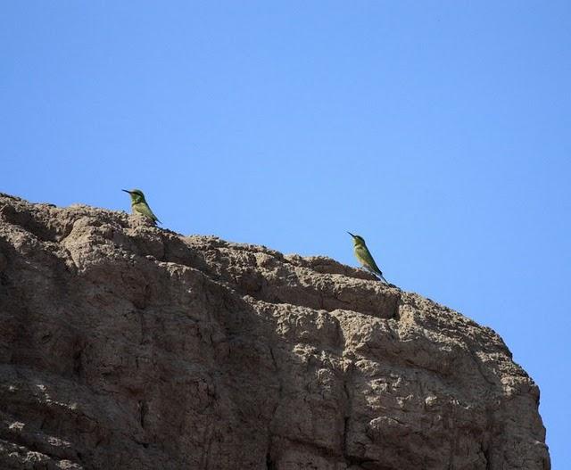 ABEJARUCO VERDE-MEROPS ORIENTALIS-LITTLE GREEN BEE-EATER